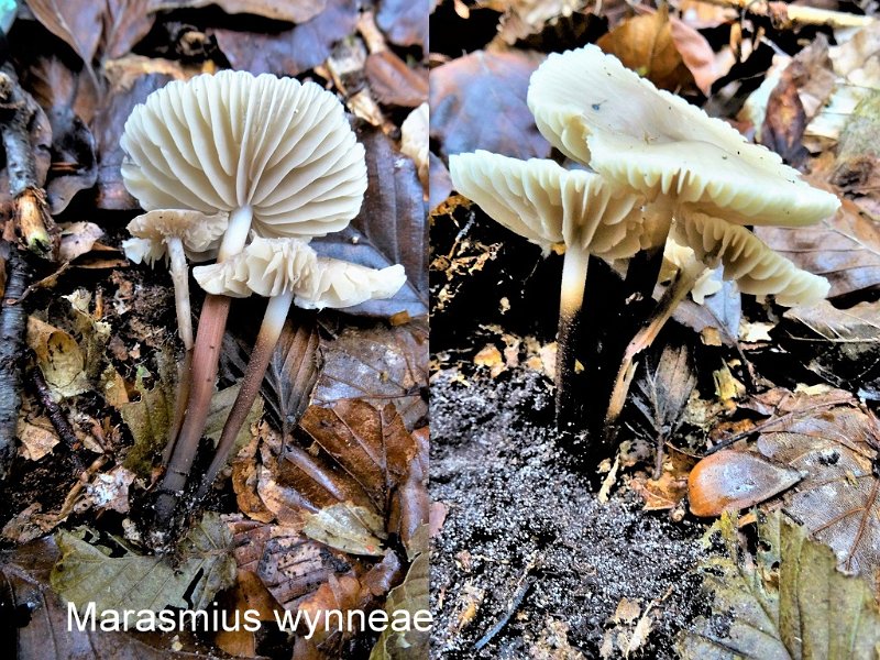 Marasmius wynneae-amf1278.jpg - Marasmius wynneae ; Syn: Marasmius globularis ; Nom français: Marasme globuleux